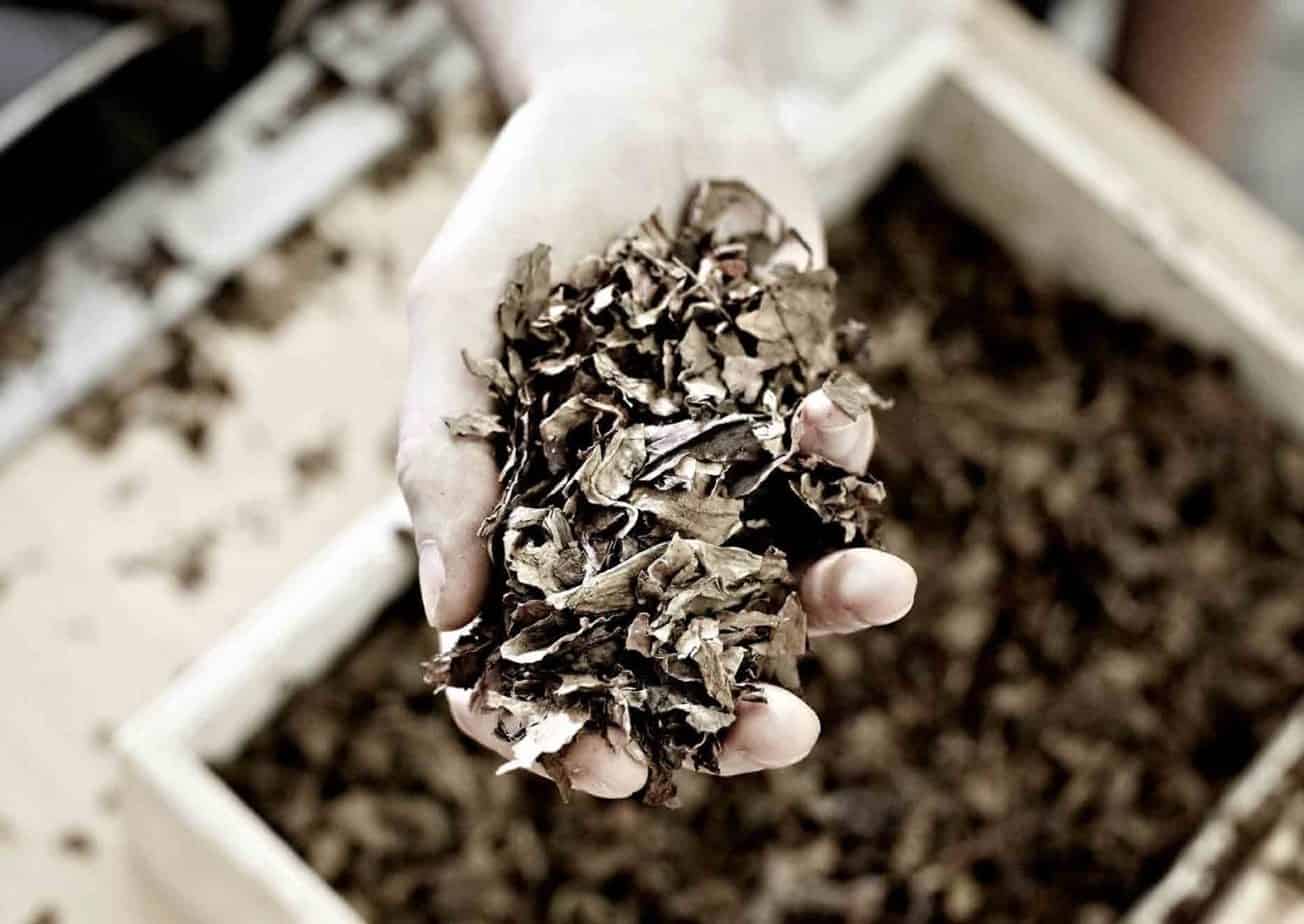 tabacco