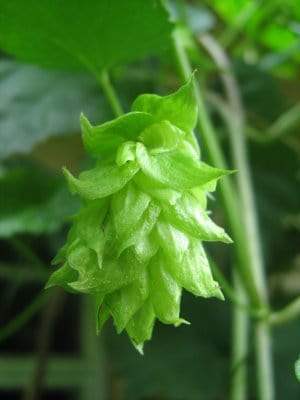 cascade