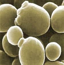Saccharomyces