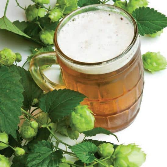 luppolo birra