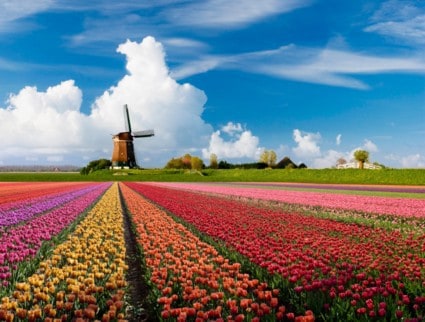 olanda_tulipani