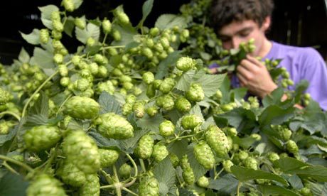 Fresh green hops