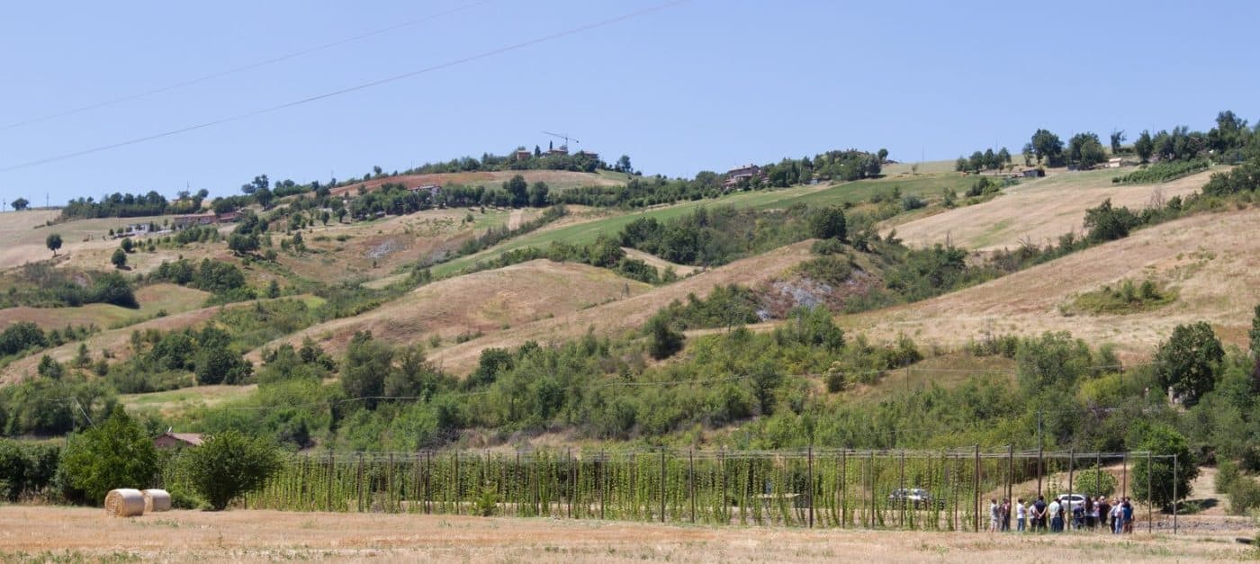 campoluppolo modena