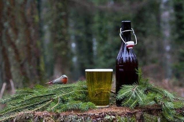 spruce-beer