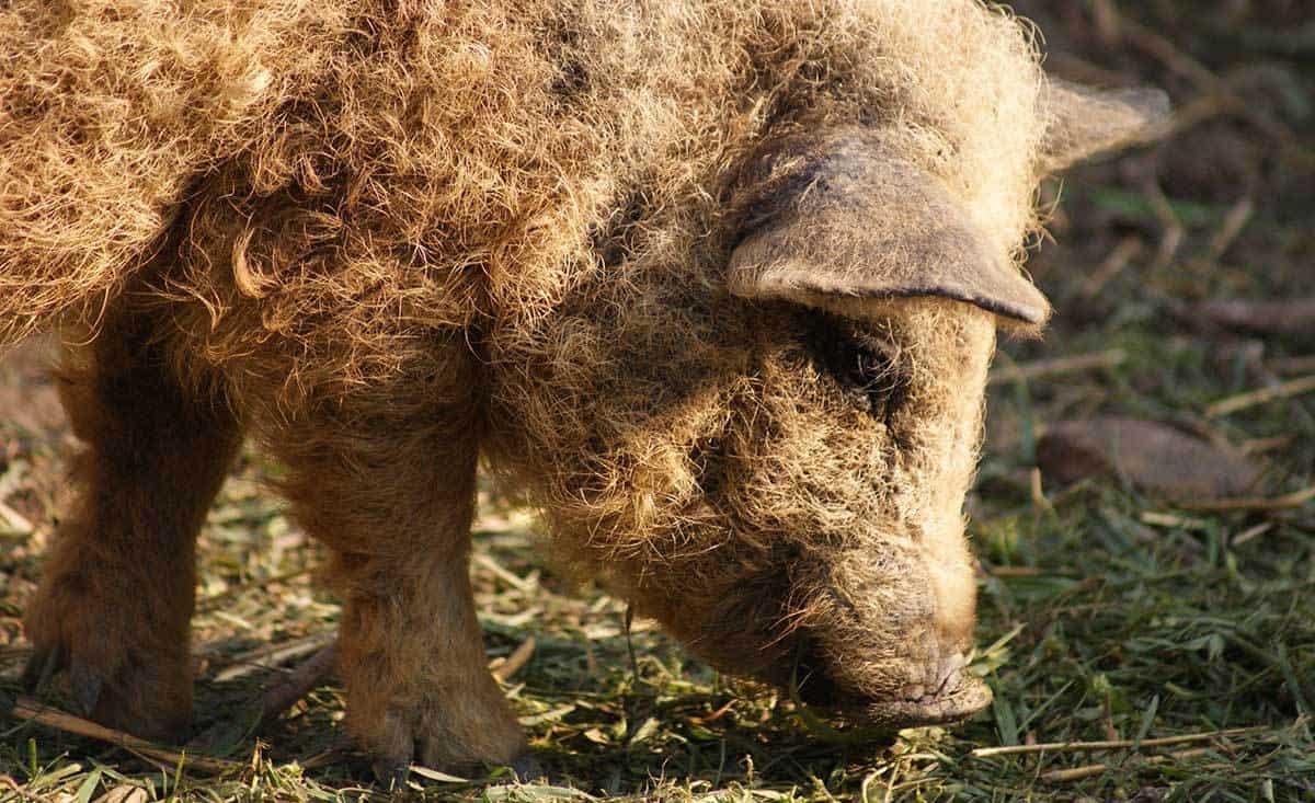 mangalitsa