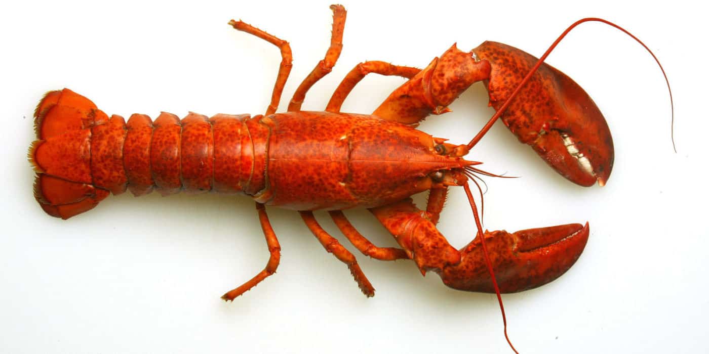 aragosta